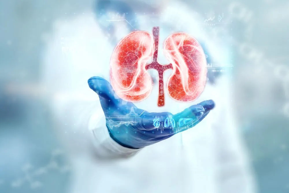Protein in Urine and its Relationship to Kidney Health