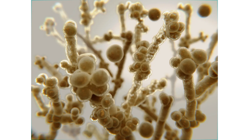 Yeast Infection Treatment Guide – OTC, Prescription & Natural Remedies That Work