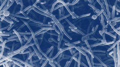 Leukocytes in Urine