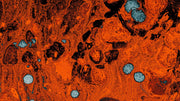 Nitric Oxide