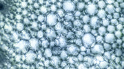 Manganese in Water