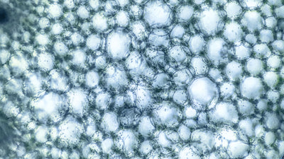 Manganese in Water
