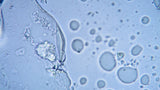 Sodium Chloride in Water
