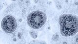 Hydrogen Sulfide in Water