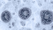 Hydrogen Sulfide in Water
