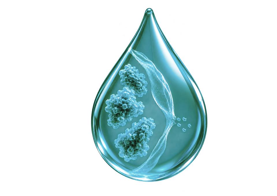 kidney filtration